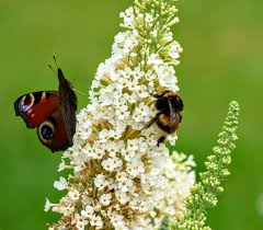 Um bienen auf euren balkon zu locken, solltet ihr wissen, wann eine pflanze oder blume als besonders bienenfreundlich gilt mit vielen der genannten blumen und pflanzen könnt ihr übrigens auch schmetterlinge anlocken. Bienenblumen Und Schmetterlingsgarten Anlegen Global 2000