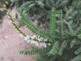 Image result for Polystachya undulata