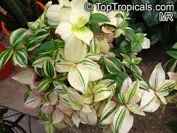 Order today with free shipping. Tradescantia Albiflora Tradescantia Fluminensis Inch Plant White Flowered Wandering Jew Toptropicals Com