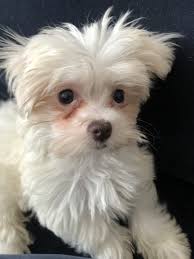 Maltese Puppies For Sale Queens Ny 332059 Petzlover
