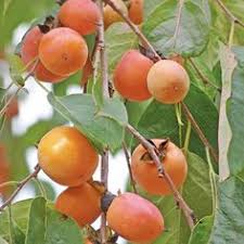 Browse 162 persimmon orchard stock photos and images available, or start a new search to explore more stock photos and images. 33 Best Persimmon Fruit Ideas Persimmon Fruit Persimmon Fruit