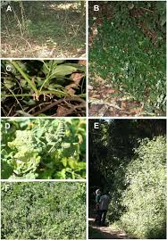 Image result for Isoglossa gregorii