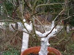 Utiliser La Chaux Au Jardin Mode D Emploi Chaux Jardin Arrosage Jardin Jardins