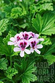 Pin On Vegetables And Fruits In Containers And Patio Pots