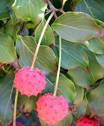 Check spelling or type a new query. Identification Of Spiky Red Berry In Connecticut Npin