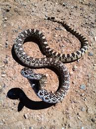 Facts about sonoran gopher snakes. Sonoran Gopher Snake Project Noah
