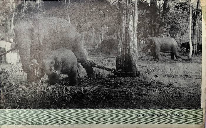 KHEDDA — CAPTURING WILD ELEPHANTS IN MYSORE | by N S Vinodh | Medium