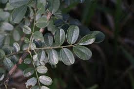 Image result for Ormocarpum kirkii