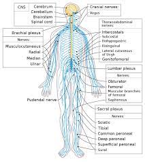 Nervous system messages travel through neurons as electrical signals. Peripheral Nervous System Facts Divisions Organization Summary