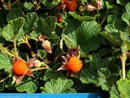 Image result for Rubus adolfi-friederici