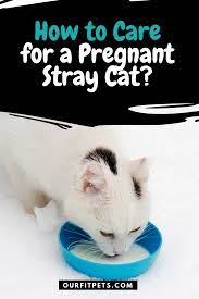 How To Care For A Pregnant Stray Cat Our Fit Pets In 2021 Stray Cat Cats Feral Cats
