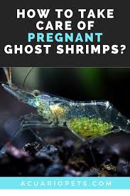 How To Take Care Of Pregnant Ghost Shrimps In 2020 Ghost Shrimp Shrimp Pregnant