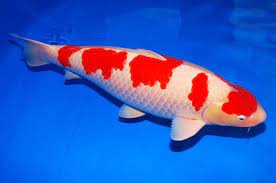We did not find results for: Kohaku Koi Merah Putih Bobo