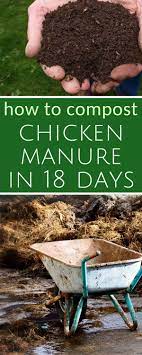How To Compost Chicken Manure In 18 Days Hotcompost Composting Backyardchickens Gardening Chicken Manure Organic Vegetable Garden Vegetable Garden Planner