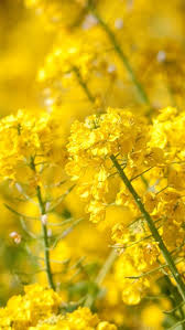 Download Free Hd Wallpaper From Above Link Yellow Flowers Nature Natural In 2020 Yellow Flower Wallpaper Spring Wallpaper Iphone Wallpaper Yellow