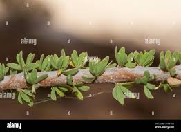 Image result for Maerua nervosa