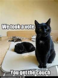 Black Cats Appreciation Pics And Vids 40 Cat Memes I Can Has Cheezburger Funny Cute Cats Funny Animals Funny Animal Memes