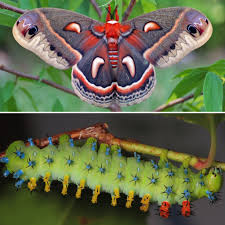 Image result for Cecropia