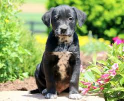 Use the search tool below and browse adoptable labrador retrievers! Redbone Coonhound Mix Puppies For Sale Puppy Adoption Keystone Puppies