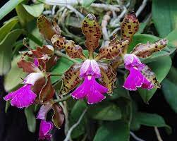 Cattleya Peckhaviensis Cattleya Orchids Plants