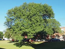 Shop our wide variety of flowering shrubs & hedges. Ct Tree Identification
