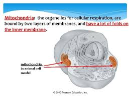 Does animal cell have non membrane bound organelles. Bio 101 Life Science Unit 1 Cells Chapter