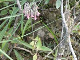 Image result for Kalanchoe hametiorum