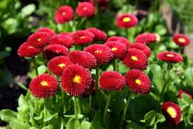 Image result for Bellis