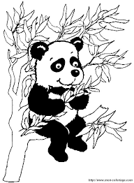 Ausmalbilder Panda Bild Panda1