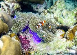 Maybe you would like to learn more about one of these? Top 7 Best Coral Reefs In The World Audley Travel