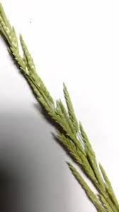 Image result for Glyceria fluitans