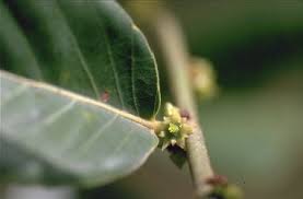 Image result for Bridelia micrantha