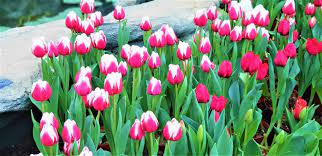 Local Guides Connect Tulips In Vietnam Real Or Fake Local Guides Connect