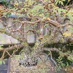 Image result for Acacia davyi