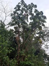 Image result for Musanga