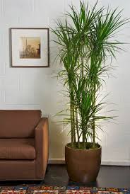 Tall Marginata Dragon Tree Living Room Plants Indoor Plant Pots Tall Indoor Plants