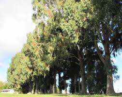 The sugar gum plantation, intended to provide firewood for greenvale sanatorium, was sown in seven while there are grey box trees within the plantation, they may be original rather than planted. Oh Those Gum Trees On The Farm Time Of My Life