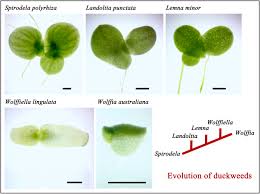 Image result for Wolffiella