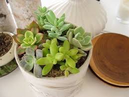 Coltivazione e specie più diffuse. Piante Grasse Da Appartamento Piante Grasse Piante Grasse Appartamento