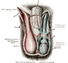 If bacteria is the cause of either condition, an antibiotic can clear it up. Inguinal Canal Wikipedia