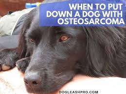 It is always wise to start by making the dog feel at the best comfortable position and then administer some sedatives as recommended by a veterinarian. What Is The Right Time To Euthanize A Dog With Osteosarcoma Dog Leash Pro