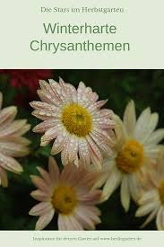 So Klappt Es Mit Chrysanthemen Im Garten Sortentipps Chrysanthemen Stauden Pflanzen Herbstgarten