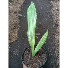 Image result for Usteria guineensis