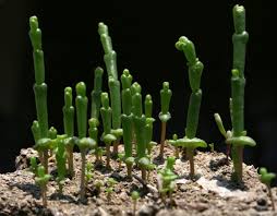 Image result for Salicornia perrieri