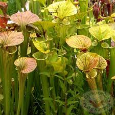 Image result for Bothriocline muschleriana