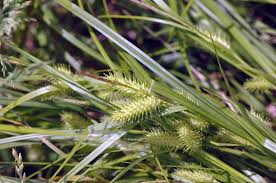 Image result for Carex sp.no.1