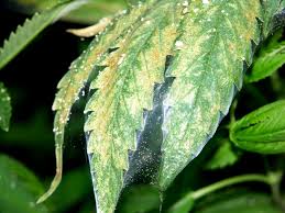Thinking about pouring coca cola on your head as a hair treatment for lice and nits? Bugs Insects The Usual Suspects Hydroponic Pest Control