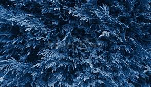 Check spelling or type a new query. Christmas Fir Tree Branches Traditional Background In Deep Classic Blue Color Toned Floral Background Stock Photo Image Of Plant Toned 166021778