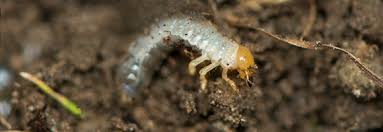 Aaltjes zijn microscopisch kleine parasieten die standaard voorkomen in de grond. Engerlingen Of Emelten Bestrijden Vraatschade Aan Het Gazon