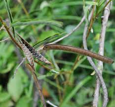 Image result for Chamaecrista paralias